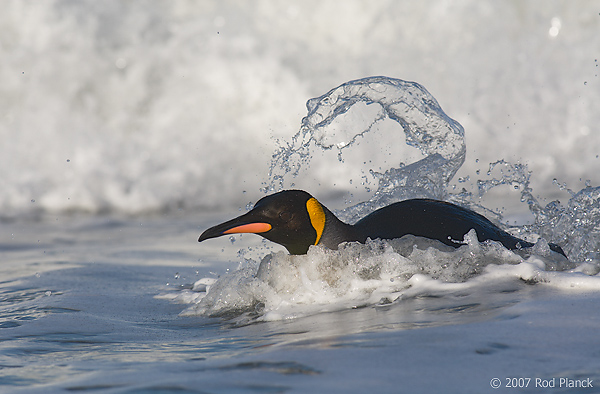 King Penguin (Aptenodytes patagonicus), In Surf, St Andrews Bay, South Georgia Island