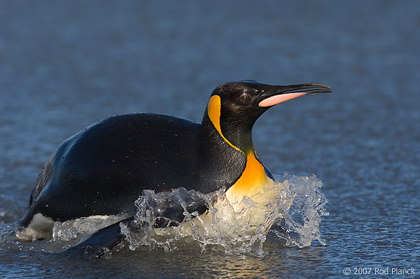 King Penguin (Aptenodytes patagonicus) St Andrews Bay, South Georgia Island