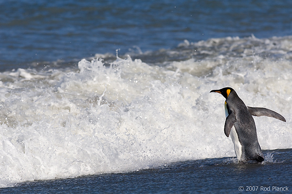 King Penguin Going To Sea (Aptenodytes patagonicus) St Andrews Bay, South Georgia Island