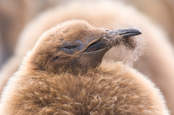 King Penguin Chick