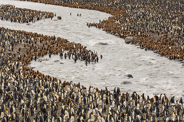 King Penguin Colony