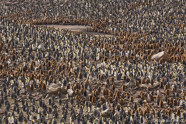 King Penguin Colony