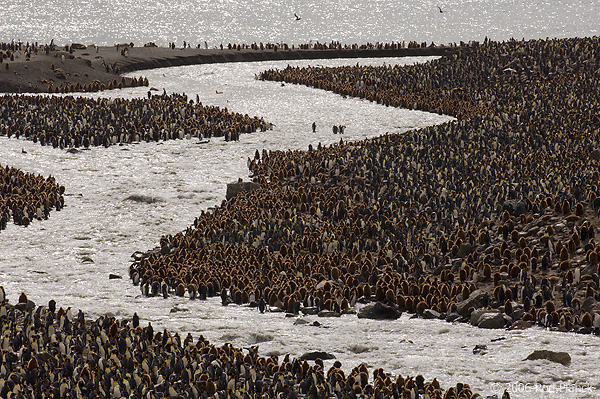 King Penguin Colony