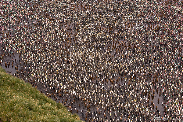 King Penguin Colony (Aptenodytes patagonicus) Salisbury Plains, South Georgia Island