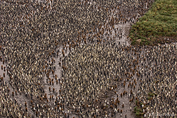 King Penguin Colony (Aptenodytes patagonicus) Salisbury Plains, South Georgia Island
