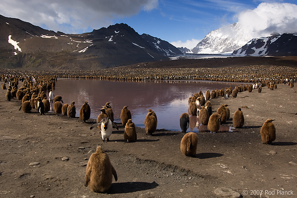 King Penguin Creche, St Andrews Bay, South Georgia Island