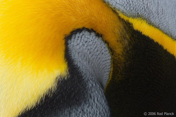 King Penguin, Detail of Head and Neck