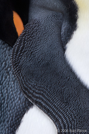 King Penguin, Detail