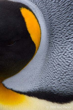 King Penguin, Detail of Head and Neck