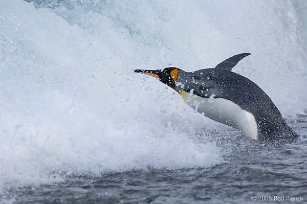 King Penguin Adult Going to Sea