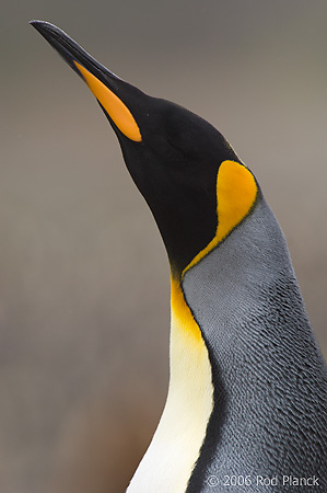 King Penguin, Head Detail, Adult