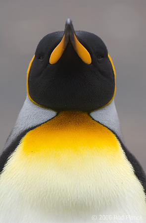 King Penguin, Head Detail, Adult