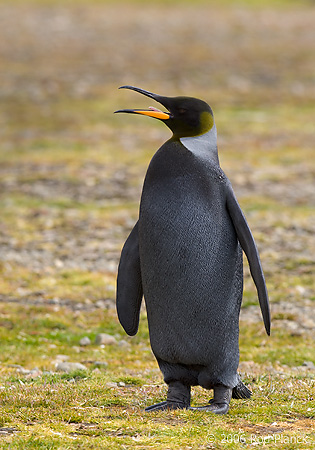 King Penguin Melanistic, Adult