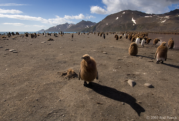 King Penguin Chicks Near Creche, St Andrews Bay, South Georgia Island