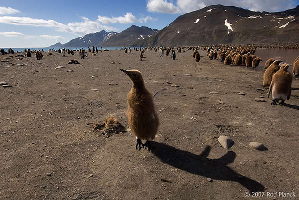 King Penguin Chicks Near Creche, St Andrews Bay, South Georgia Island