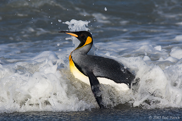 King Penguin in Surf (Aptenodytes patagonicus), St Andrews, South Georgia Island