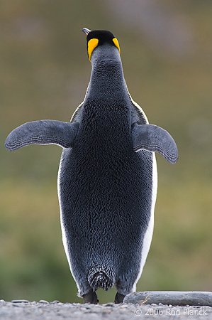 King Penguin Adult, Rear-view