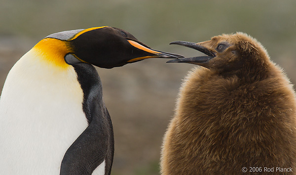 King Penguin, Adult with Begging Chick