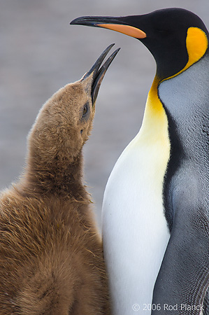 King Penguin, Adult with Begging Chick