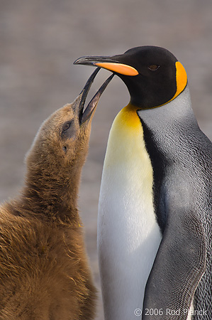 King Penguin, Adult with Begging Chick