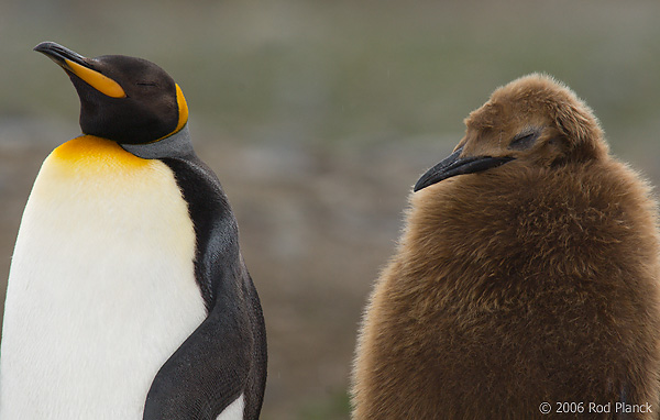 King Penguin, Adult with Chick