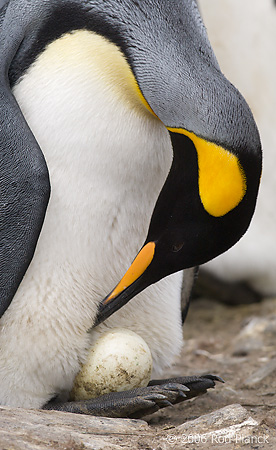 King Penguin Adult with egg