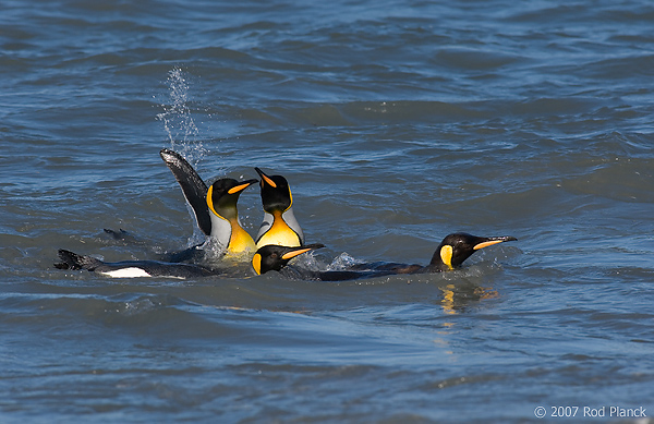 King Penguin (Aptenodytes patagonicus) St Andrews Bay, South Georgia Island