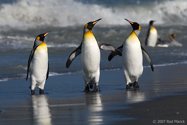 King Penguins (Aptenodytes patagonicus), Flipper Fight, St Andrews Bay, South Georgia Island