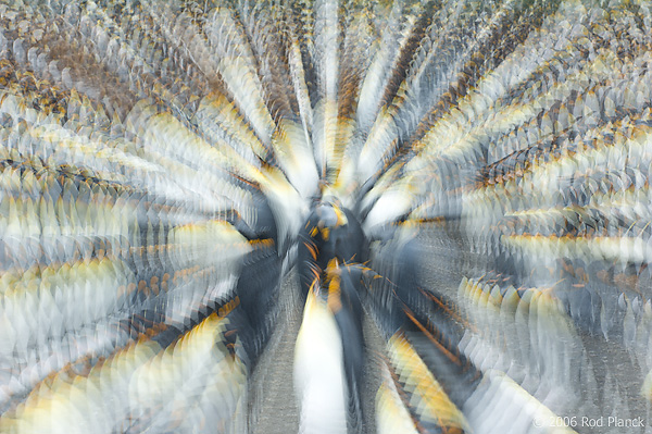 King Penguin, Multiple Exposures