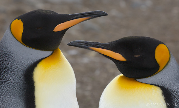 King Penguin Pair of Adults