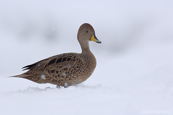 Brown Pintail, South Georgia Pintail, (Anas georgica georgica), Grytviken Whaling Station, King Edward Cove, South Georgia Island