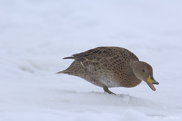 Brown Pintail, South Georgia Pintail, (Anas georgica georgica), Grytviken Whaling Station, King Edward Cove, South Georgia Island