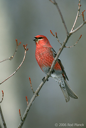 Pine Grosbeak, Adult Male, Winter