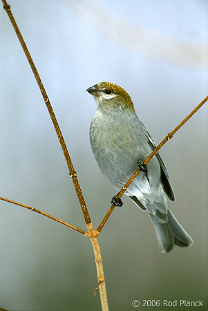 Pine Grosbeak, Adult Female, Winter