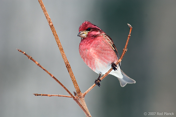 Purple Finch,(Carpodacus purpureus), Male, Winter