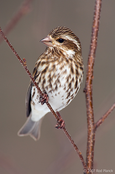 Purple Finch,(Carpodacus purpureus), Female, Winter