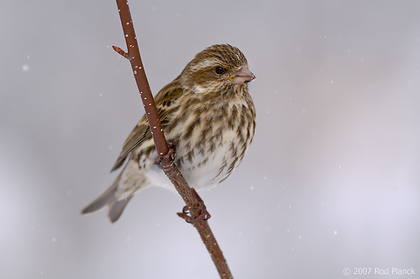 Purple Finch,(Carpodacus purpureus), Female, Spring