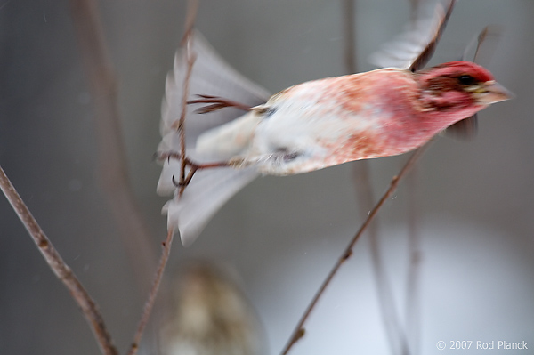 Purple Finch,(Carpodacus purpureus), Male, Spring