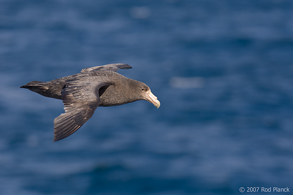 Southern Giant Petrel, In Flight, (Macronectes giganteus), Scotia Sea