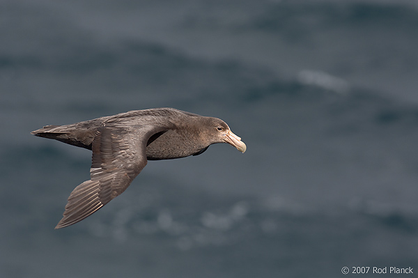 Southern Giant Petrel, In Flight, (Macronectes giganteus), Scotia Sea