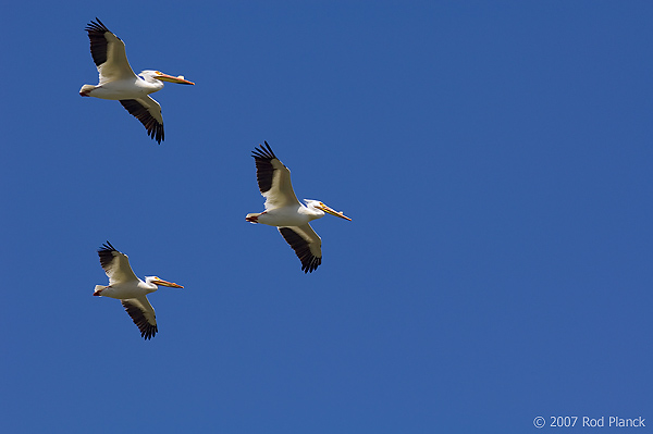 American White Pelican, (Pelecanus erythrorhynchos), Lake Michigan, Michigan