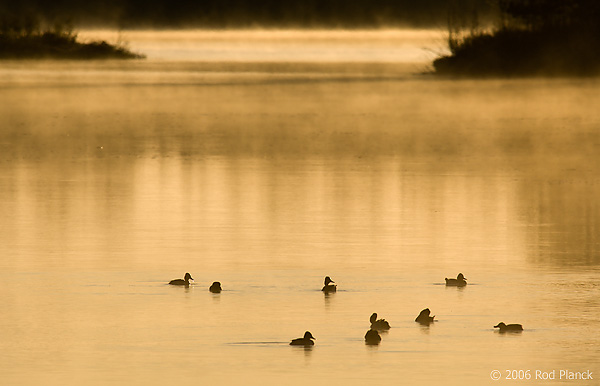 Ring-necked Ducks, Spring, Michigan (Aythya collaris)