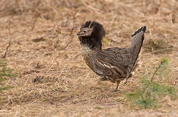 Ruffed Grouse, (Bonasa umbellus), Spring, Northern Michigan