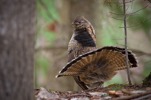 Ruffed Grouse, Male, Displaying, (Bonasa umbellus), Spring, Northern Michigan