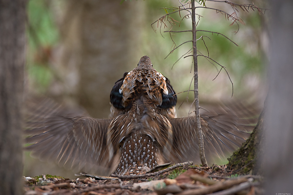 Ruffed Grouse, Male, Drumming, (Bonasa umbellus), Spring, Northern Michigan