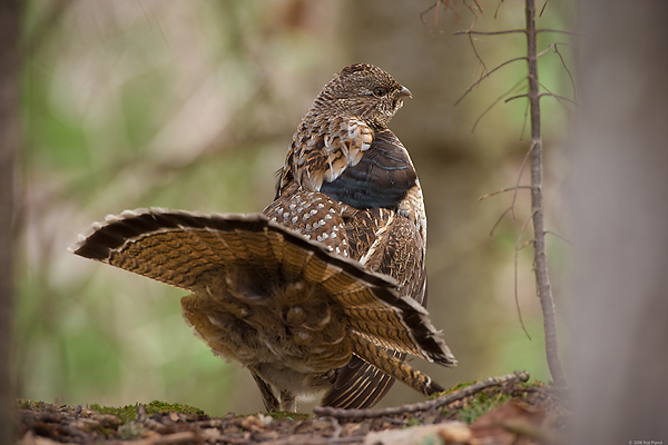 Ruffed Grouse, Male, Displaying (Bonasa umbellus), Spring, Northern Michigan