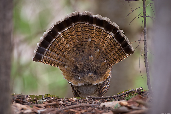 Ruffed Grouse, Male, Displaying (Bonasa umbellus), Spring, Northern Michigan