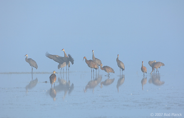 Sandhill Crane, Flock, Summer, Michigan, (Grus canadensis)