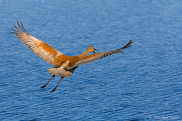 Sandhill Crane, (Grus canadensis), Spring, Michigan