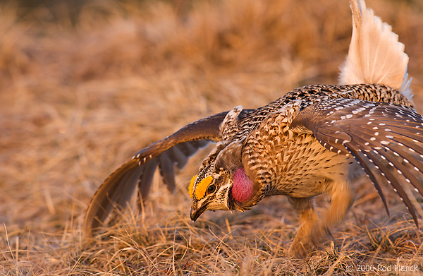 Sharp-tailed Grouse on lek, Male, Spring, Michigan (Tympanuchus phasianellus)